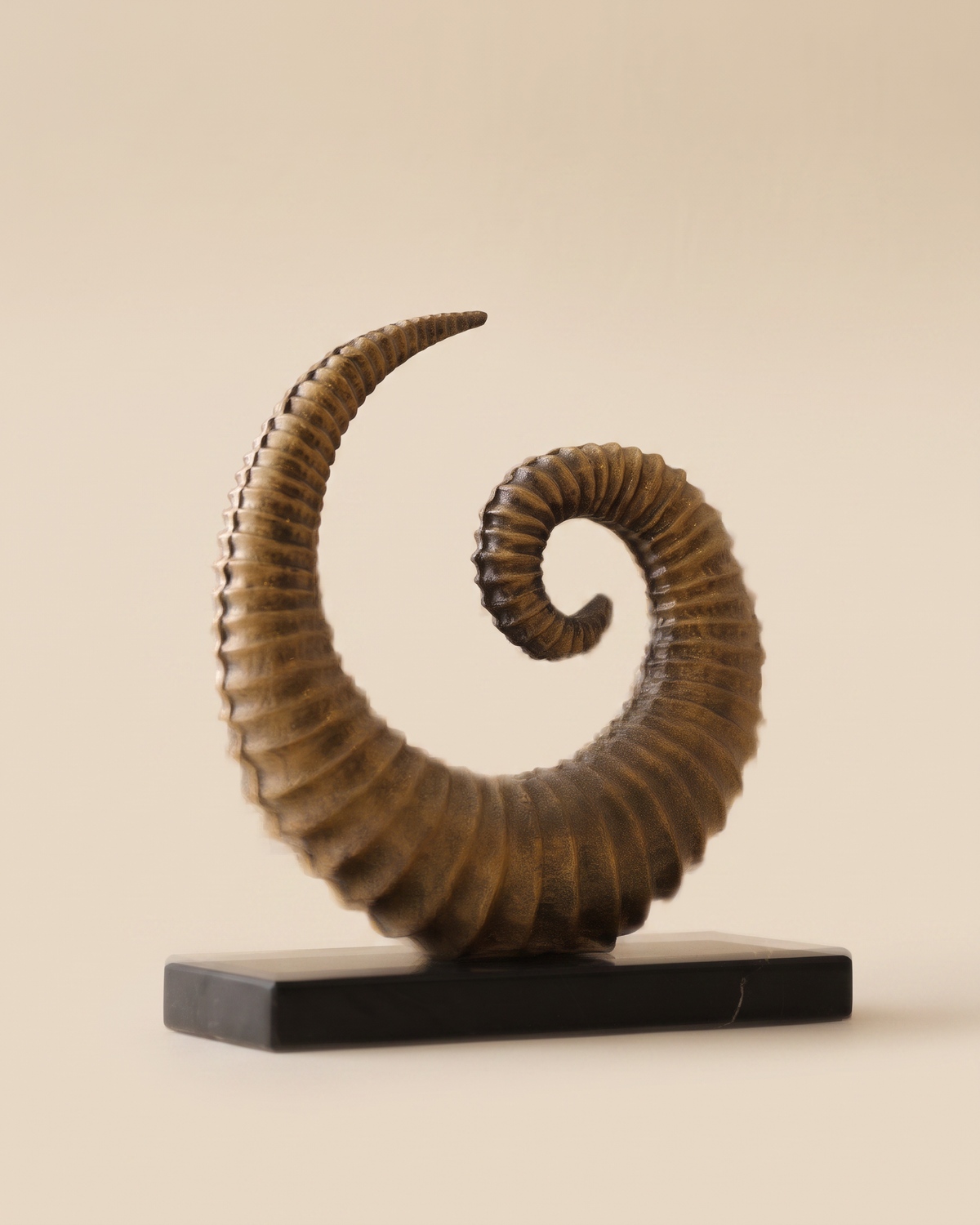 Large Brass Snail - antiqued bronze ram horn spiral sculpture on black marble slab, ivory studio background