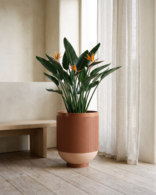 Woven-Texture Planter, Blush — styled interior scene, Bels & Pearl